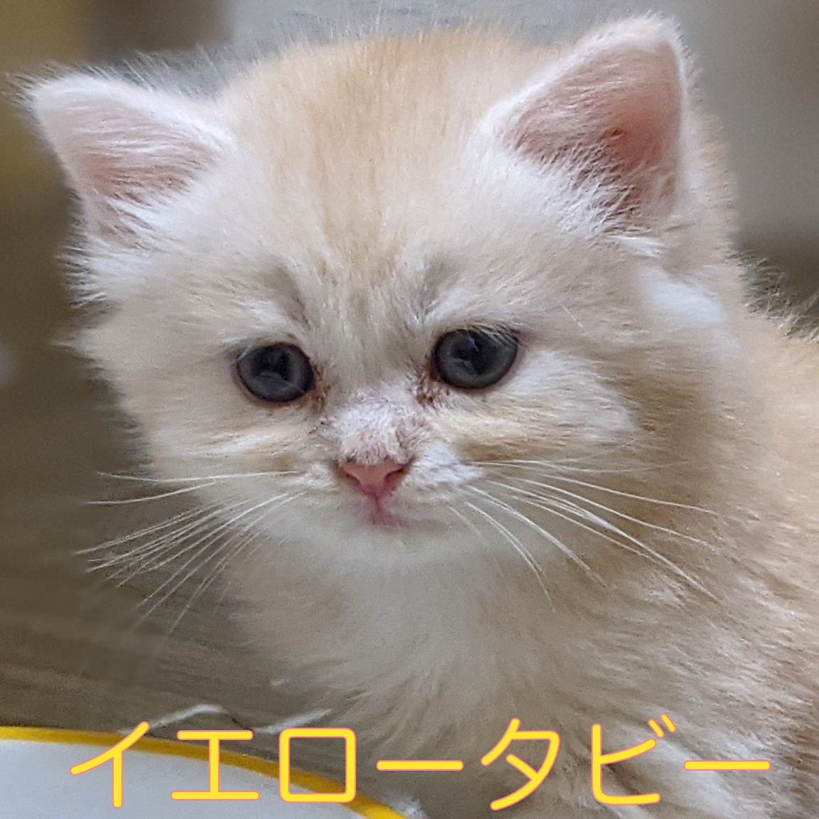 1-1 | 福岡市 警固の猫カフェ nyao nyao
