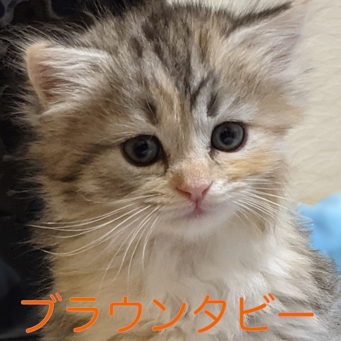 2−1 | 福岡市 警固の猫カフェ nyao nyao