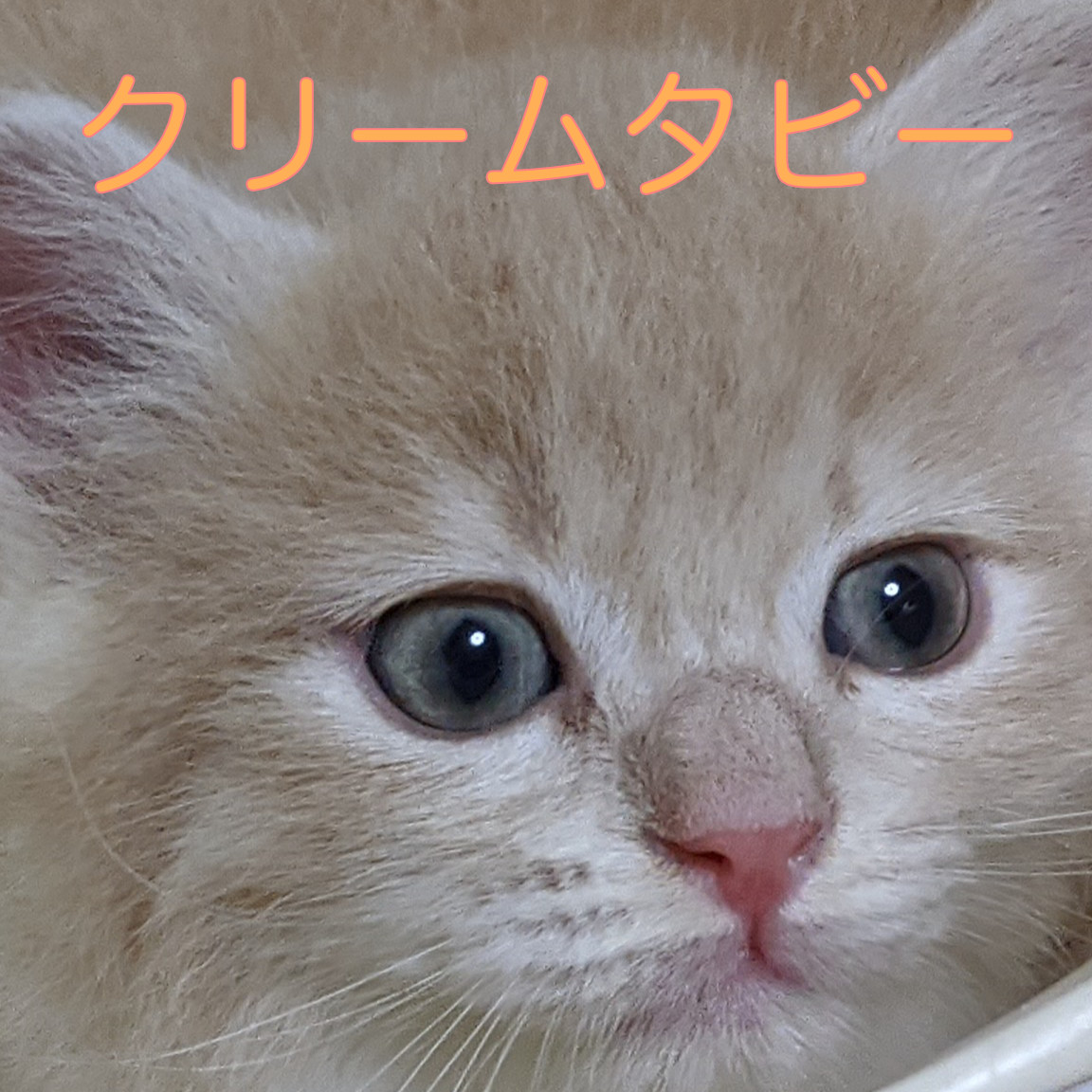 3-1 | 福岡市 警固の猫カフェ nyao nyao