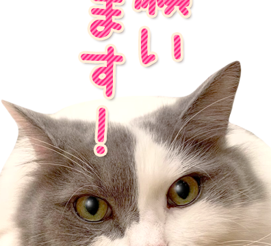 福岡 警固の猫カフェ Nyaonyao福岡市 警固の猫カフェ Nyao Nyao